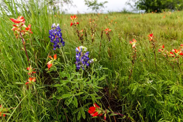 Bluebonnet Park, Ennis, Teksas