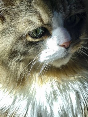 Yetişkin bir Ragamuffin Kedisinin Yakından Görünümü