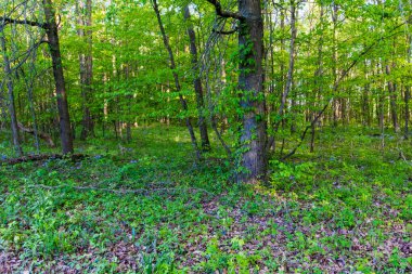 Çiçekli Orman, Glacier Ridge Metro Parkı, Dublin, Ohio