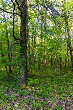 Çiçekli Orman, Glacier Ridge Metro Parkı, Dublin, Ohio