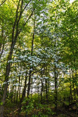 Çiçekli Orman, Glacier Ridge Metro Parkı, Dublin, Ohio