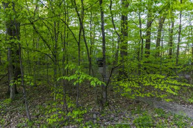 Eski, terk edilmiş araba bir ormanda, Glacier Ridge Metro Parkı, Dublin, Ohio