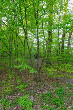 Eski, terk edilmiş araba bir ormanda, Glacier Ridge Metro Parkı, Dublin, Ohio