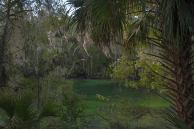 Blue Springs Eyalet Parkı Orlando yakınlarında, Florida