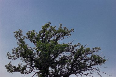 Uzun Dallı Uzun Ağaç, Buzul Tepesi Metro Parkı, Dublin, Ohio