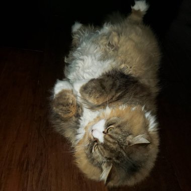 Tahta bir zeminde sırt üstü yatan Ragamuffin Kedisinin görüntüsü