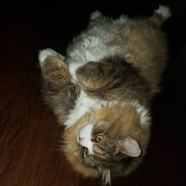 Ragamuffin Kedisi Tahta bir zeminde yatıyor