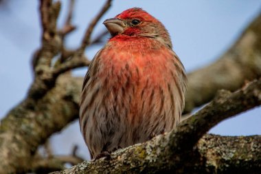 Ağaç dalındaki Mor Finch 'in Yakından Görüntüsü