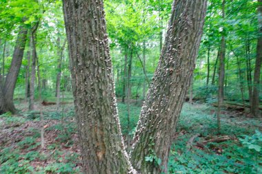 Glacier Ridge Metro Parkı, Dublin, Ohio