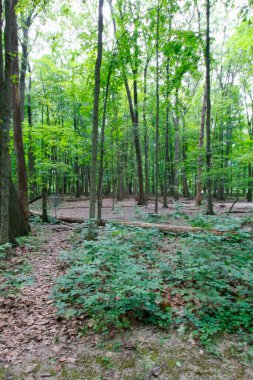 Glacier Ridge Metro Parkı, Dublin, Ohio