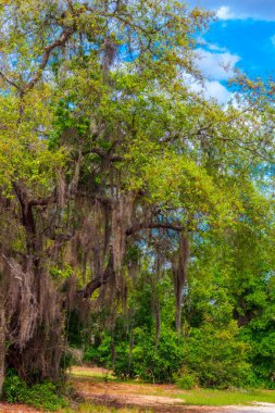 Views Seen from the Lake Apopka Loop Trail,near Orlando,Florida clipart