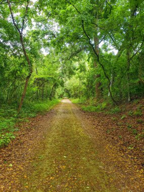 Orlando, Florida yakınlarındaki Apopka Gölü Döngü Yolu 'ndan görüntüler