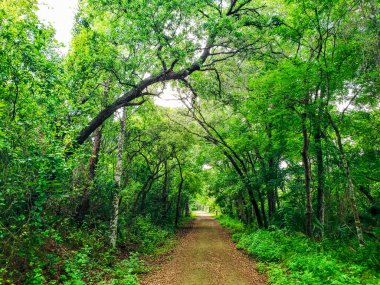 Orlando, Florida yakınlarındaki Apopka Gölü Döngü Yolu 'ndan görüntüler