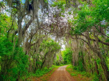 Orlando, Florida yakınlarındaki Apopka Gölü Döngü Yolu 'ndan görüntüler