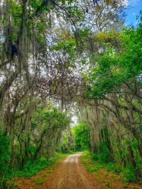Orlando, Florida yakınlarındaki Apopka Gölü Döngü Yolu 'ndan görüntüler