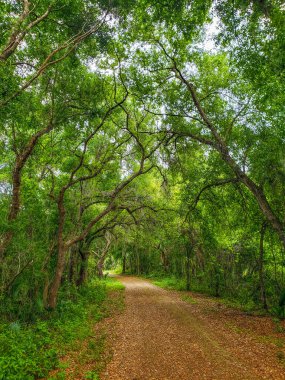 Views Seen from the Lake Apopka Loop Trail,near Orlando,Florida clipart