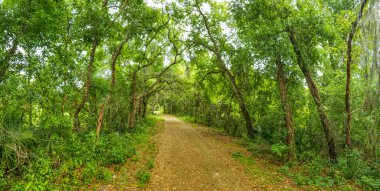 Orlando, Florida yakınlarındaki Apopka Gölü Döngü Yolu 'ndan görüntüler