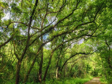Görünümler Apopka Gölü Döngü Yolu, Florida