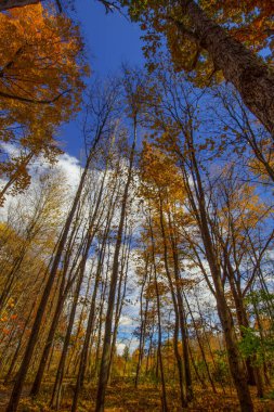 Sonbaharda Shale Hollow Park 'ta, Lewis Center, Ohio
