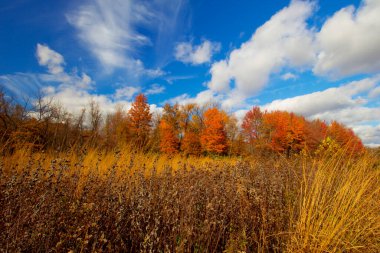 Sonbaharda Shale Hollow Park 'ta, Lewis Center, Ohio