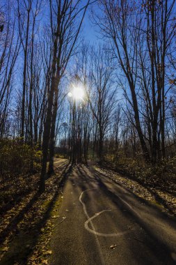 Walnut Woods Metro Parkı, Groveport, Ohio Pines Alanı manzarası