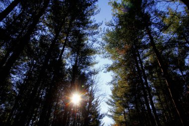 Walnut Woods Metro Parkı, Groveport, Ohio Pines Alanı manzarası