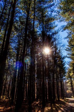 Walnut Woods Metro Parkı, Groveport, Ohio Pines Alanı manzarası