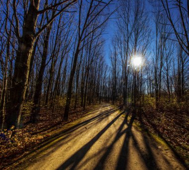 View of the Tall Pines Area, Walnut Woods Metro Park, Groveport, Ohio clipart