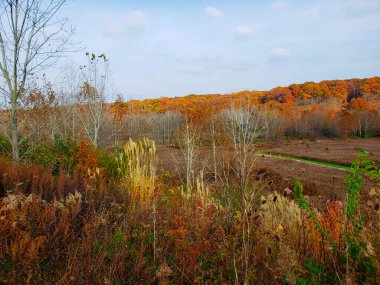 Highbanks Metro Parkı, River Bluff Alanı, Autumn, Columbus, Ohio