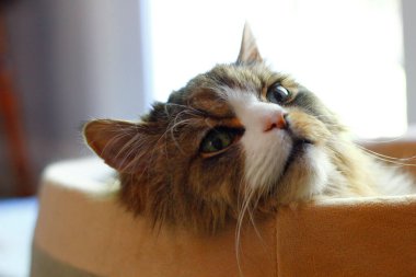 Ragamuffin Kedisi Evcil Hayvan Yatağında Dinleniyor