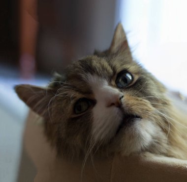 Evcil bir yatakta dinlenen Ragamuffin Kedisi manzarası