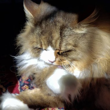 Ragamuffin Kedisi Manzarası