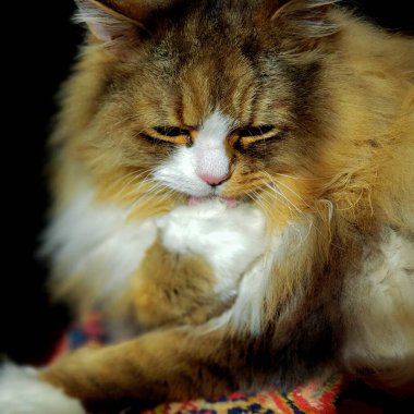 Ragamuffin Kedisi Manzarası