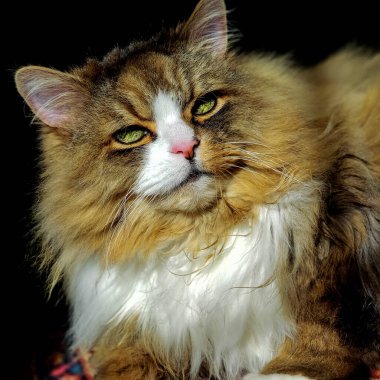 Ragamuffin Kedisi Manzarası