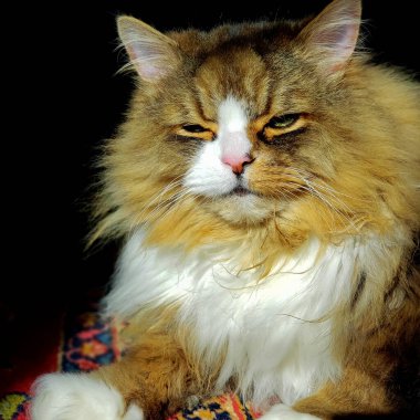 Ragamuffin Kedisi Manzarası