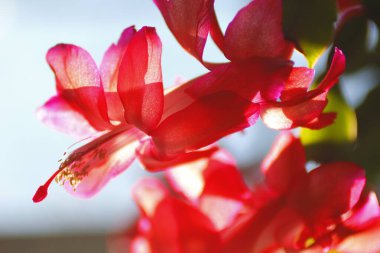 Yılbaşı Kaktüsü Çiçekleri Çiçeği Görünümü