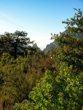 The Window Seen From a Forest, Big Bend National Park, Texas clipart