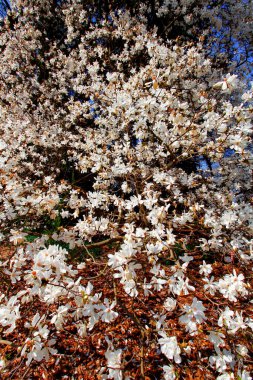 Magnolia Tree in Bloom, Inniswood Metro Gardens, Westerville, Ohio clipart