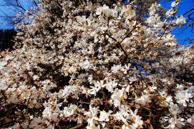 Magnolia Tree in Bloom, Inniswood Metro Gardens, Westerville, Ohio clipart