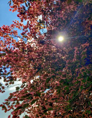 View of a Tricolor Beech Tree Fagus sylvatica Seen During a Sunny Day clipart