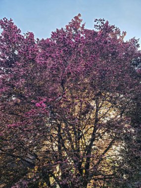 Güneşli bir günde görülen üç renkli bir kayın ağacı perdesi manzarası