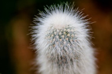 Gümüş Meşale Kaktüs Kaktüs 'ün yakın görüntüsü.