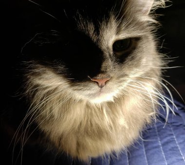 Gri, orta tüylü Kedi Yüzün Altında Parladı