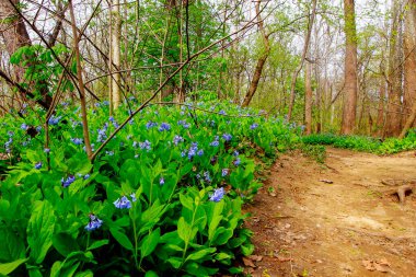 Bluebell Yolu, Three Creek Metro Parkı, Columbus, Ohio