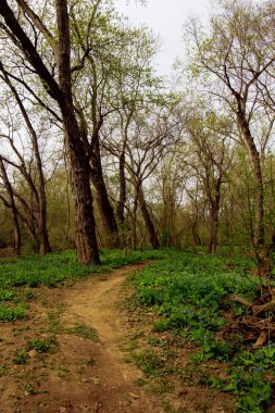 Bluebell Yolu, Three Creek Metro Parkı, Columbus, Ohio
