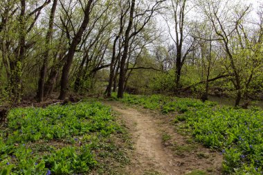 Bluebell Patikası, Three Creek Metro Parkı, Columbus, Ohio