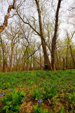 Bluebell Patikası, Three Creek Metro Parkı, Columbus, Ohio