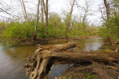 Bluebell Patikası, Three Creek Metro Parkı, Columbus, Ohio