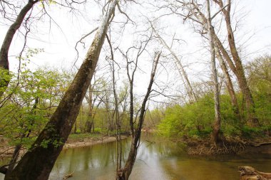 Bluebell Patikası, Three Creek Metro Parkı, Columbus, Ohio