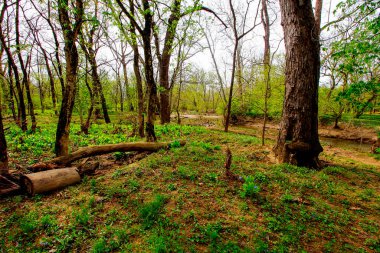 Bluebell Patikası, Three Creek Metro Parkı, Columbus, Ohio